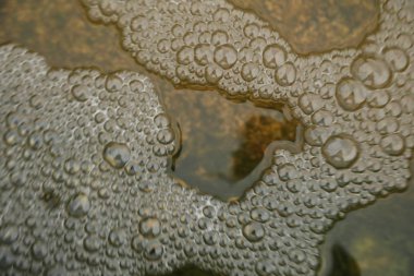 Hava kabarcıkları makro çekim