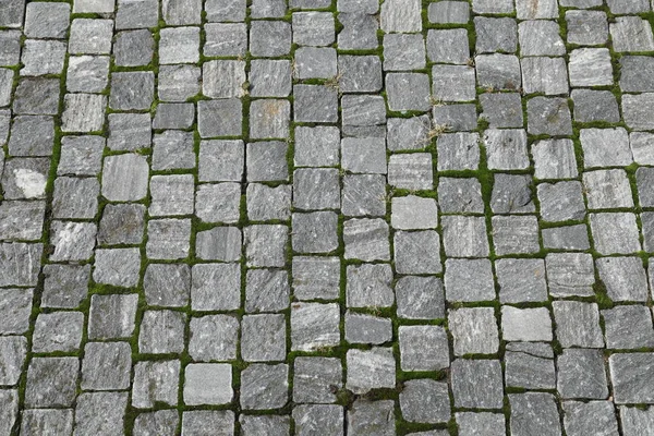 Tails on the Footpath — Stock Photo, Image