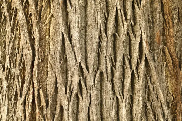 Texture du tronc d'arbre — Photo