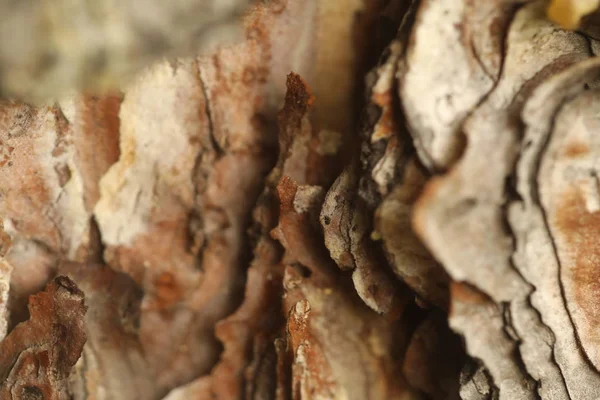 Текстура ствола дерева — стоковое фото