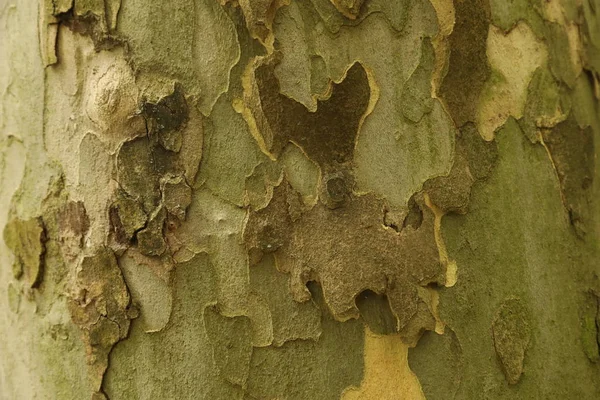 Textura do tronco de árvore — Fotografia de Stock