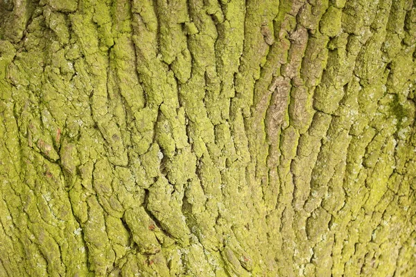 Υφή κορμό δέντρου — Φωτογραφία Αρχείου
