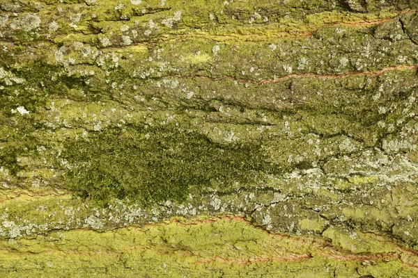 Träd bålen konsistens — Stockfoto