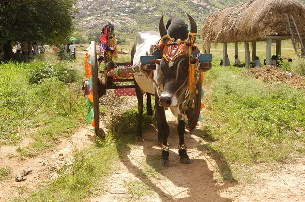 Carro toro nella zona rurale — Foto Stock