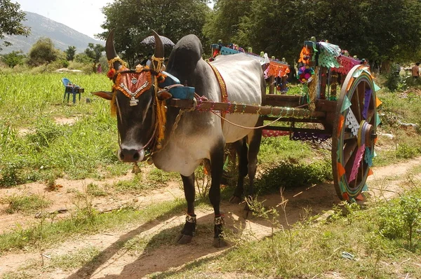 Carro toro nella zona rurale — Foto Stock