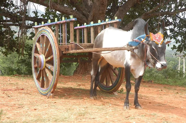 Chariot à taureaux en milieu rural — Photo