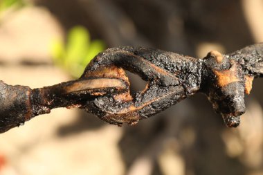 Yağlı Eski Metal zincir