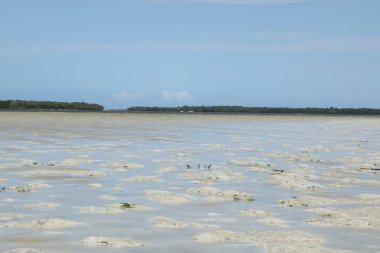 Sand Mida Deresi 'ndeki Salyangoz Kabukları Kenya Afrika