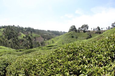 Çay Tarlası Nairobi Kenya Afrika