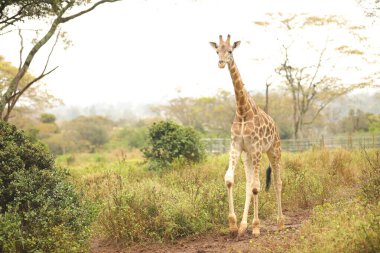 Vahşi Yaşam Masai 'deki Zürafa Mara Kenya Afrika