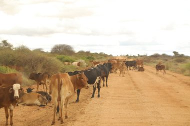 Kenya Afrika Kırsal Yolu 'na Seyahat 25 Mart 2020