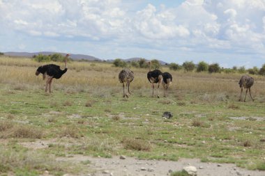 Masai Mara 'da vahşi bir devekuşu, Kenya, Afrika