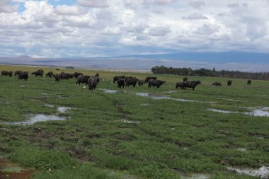 Tarlalarda bufalo yiyor.