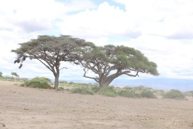 Masai Mara Kenya Afrika Konumu