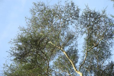 Dry Tree Texture in a Desert Masai Mara Kenya Africa