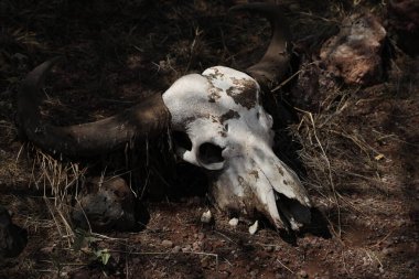 Animal Skull Masai Mara Kenya Africa clipart