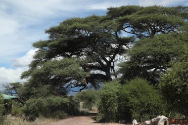 Masai Mara Kenya Afrika Konumu