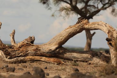 Kuru Ağaç Yapısı Makro Çekimi