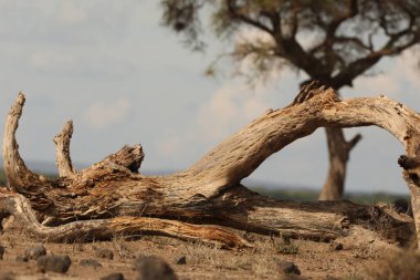 Kuru Ağaç Yapısı Makro Çekimi