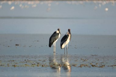 Masai Mara Kenya Afrika 'da Sarı gagalı leylek kuşları