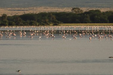 Masai Mara Kenya Afrika 'da Sarı gagalı leylek kuşları