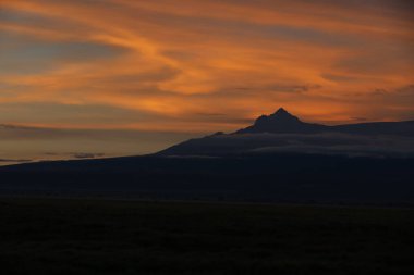 Siluet ağaç görüntüsü