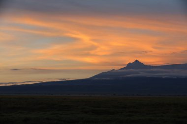 Siluet ağaç görüntüsü