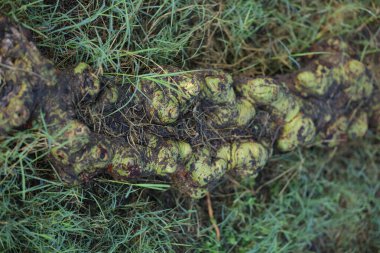 Ağaç Gövdesi deseni makro çekim