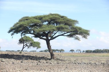 Ağaç Gövdesi deseni makro çekim