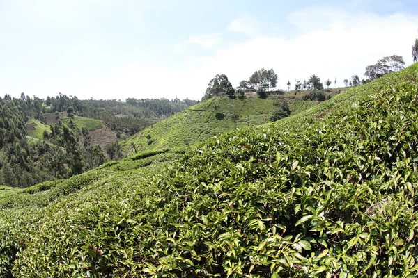 Tea Plantation Paesaggio Nairobi Kenya Africa — Foto Stock