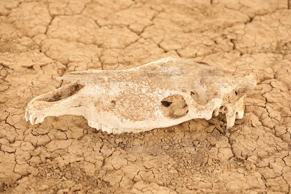 Animal Skull Masai Mara Kenya Africa