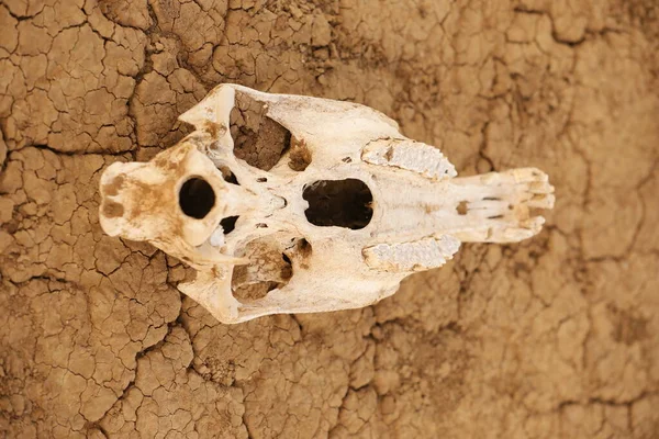 Animal Skull Masai Mara Kenya Africa