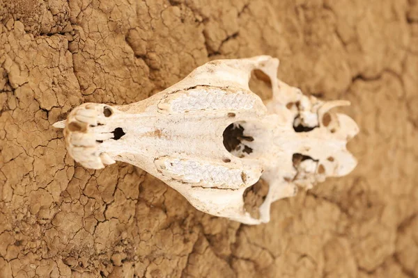 동물의 두개골 사이마라 — 스톡 사진