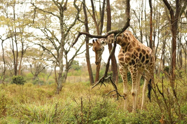 Giraffe Wildlife Masai Mara Kenya Africa — Stock Photo, Image