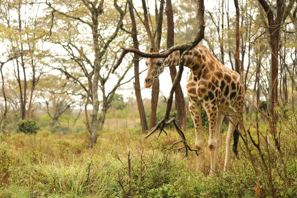 Жираф Дикій Природі Масаї Мара Кенія Африка — стокове фото