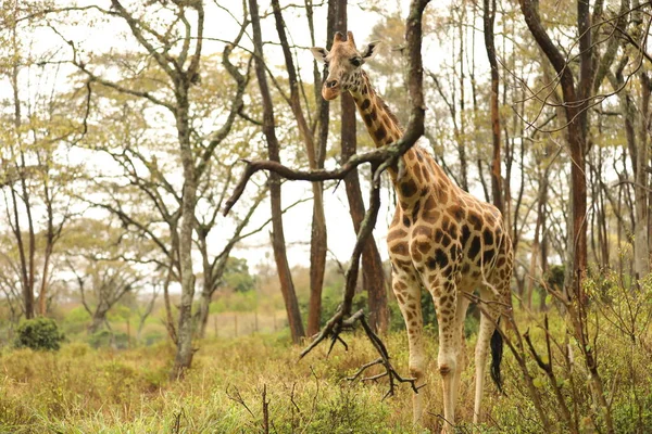 Giraffa Fauna Selvatica Masai Mara Kenya Africa — Foto Stock