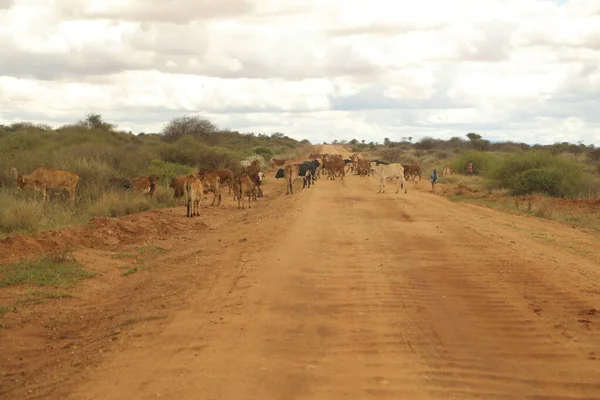 Джоурни Rural Road Kenya Африка Марта 2020 — стоковое фото