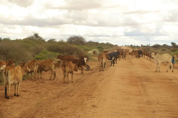Джоурни Rural Road Kenya Африка Марта 2020 — стоковое фото