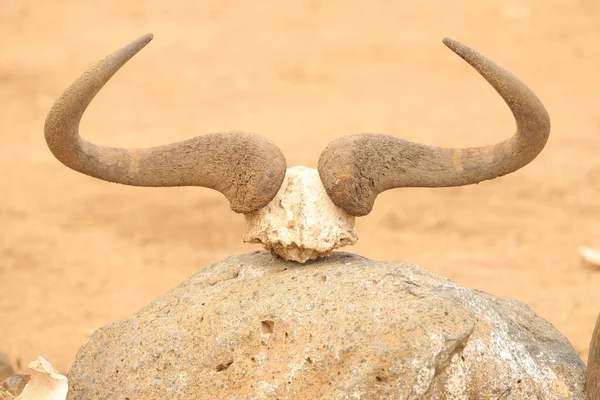 Animal Skull Masai Mara Kenya Afrika — Stock Fotó