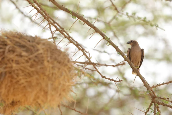 鸟类在马赛马拉肯尼亚非洲 — 图库照片