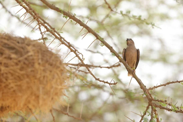 Ptaki Masai Mara Kenia Afryka — Zdjęcie stockowe