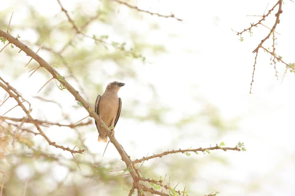 Ptaki Masai Mara Kenia Afryka — Zdjęcie stockowe