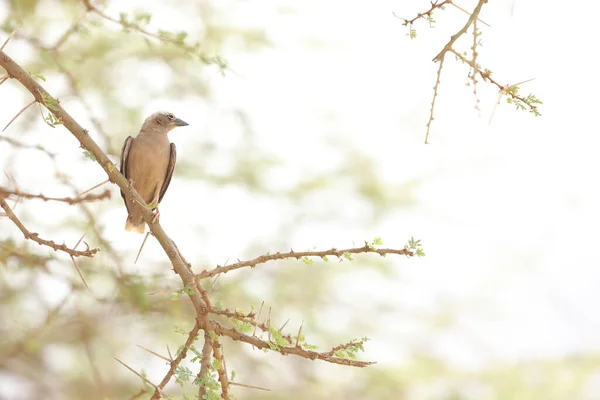 Птах Масаї Мара Кенії Африки — стокове фото