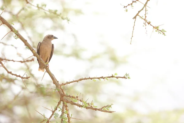 Ptaki Masai Mara Kenia Afryka — Zdjęcie stockowe