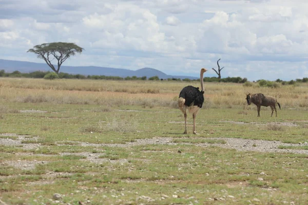 Дикая Овца Масаи Мара Кения Африка — стоковое фото