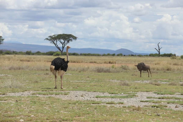 Masai Mara Vahşi Bir Devekuşu Kenya Afrika — Stok fotoğraf