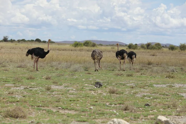 Een Wilde Struisvogel Masai Mara Kenia Afrika — Stockfoto