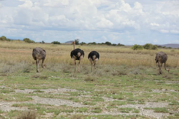 Uma Avestruz Selvagem Masai Mara Quênia África — Fotografia de Stock