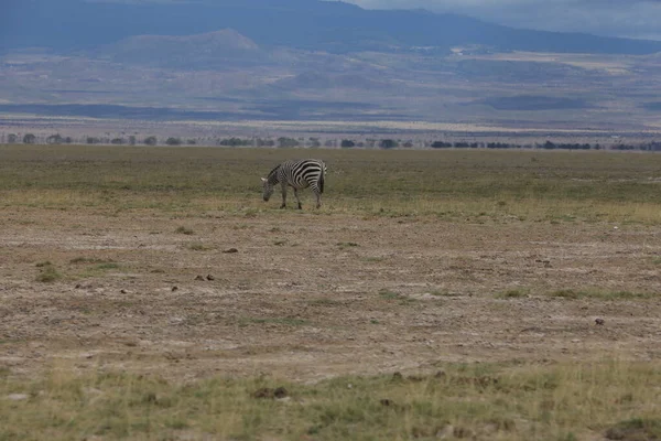 Kenya Afrika Sında Çayırda Beslenen Zebra — Stok fotoğraf