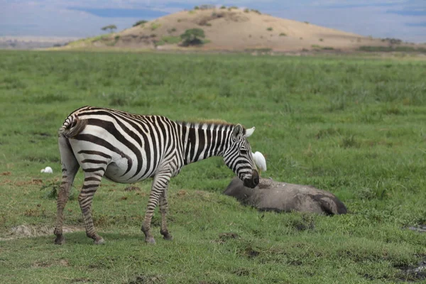 Zebra Che Nutre Nelle Praterie Kenya Africa — Foto Stock